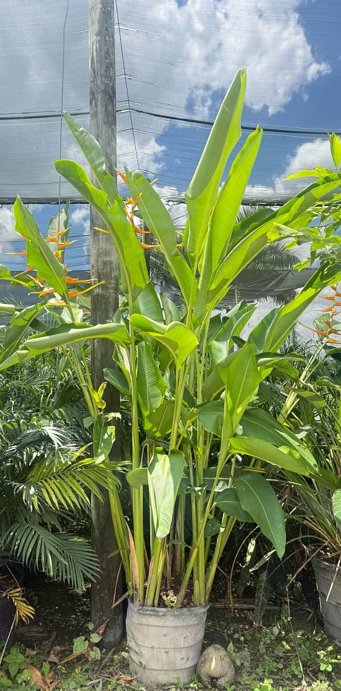 heliconia-latispatha-orange-gyro