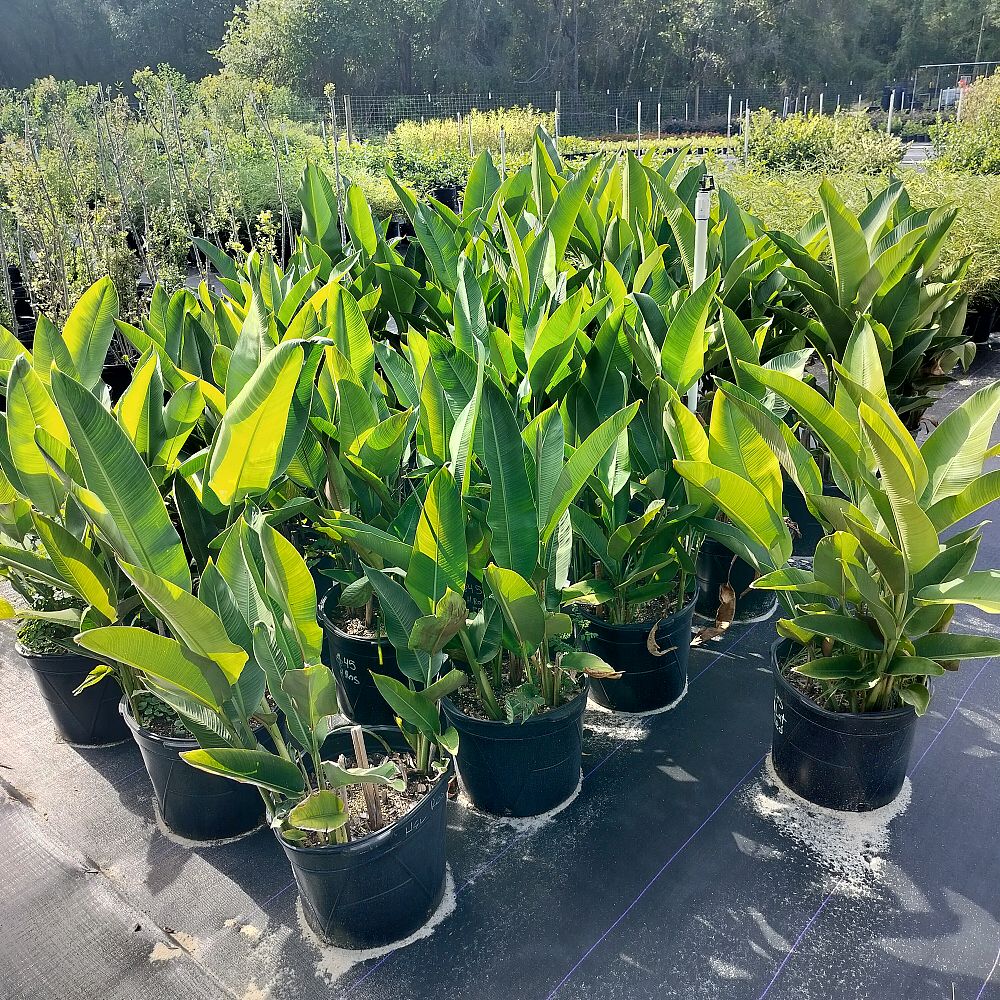 heliconia-latispatha-orange-gyro