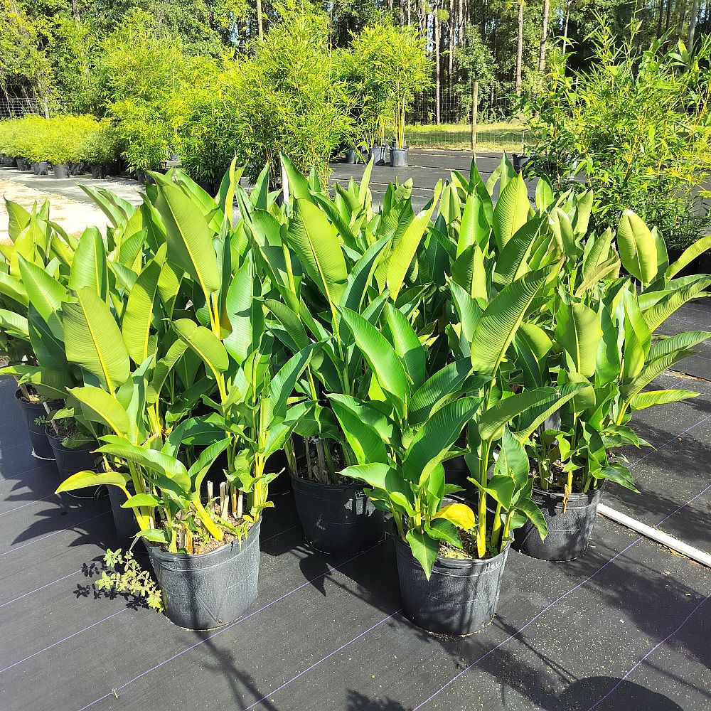 heliconia-latispatha-orange-gyro
