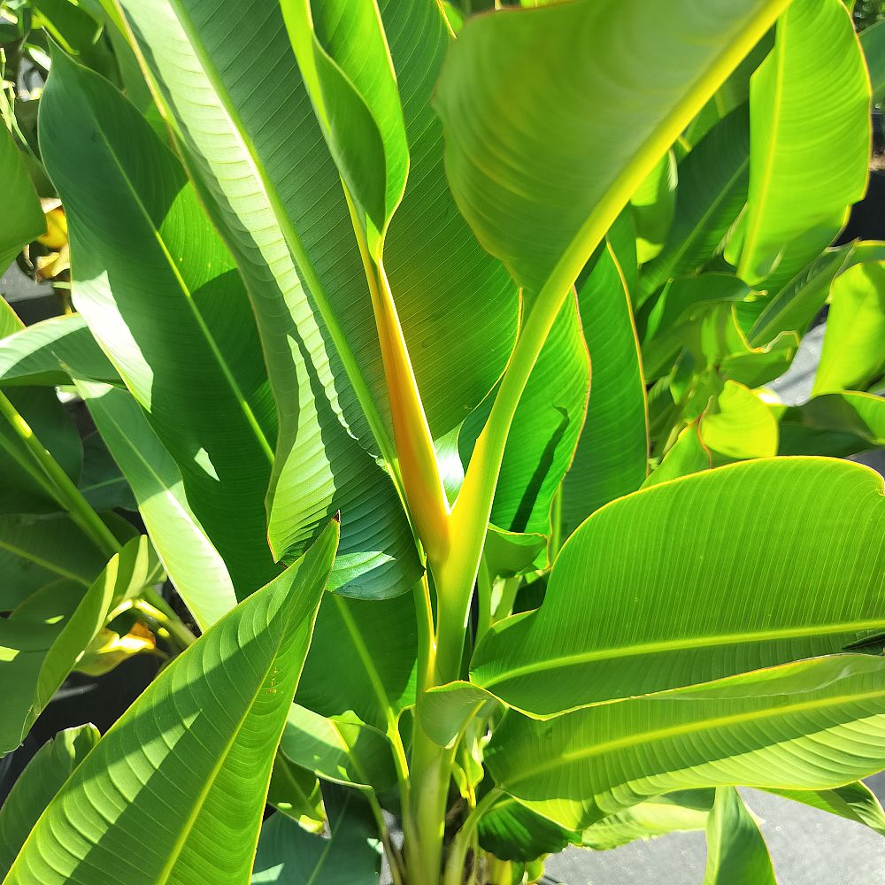 heliconia-latispatha-orange-gyro
