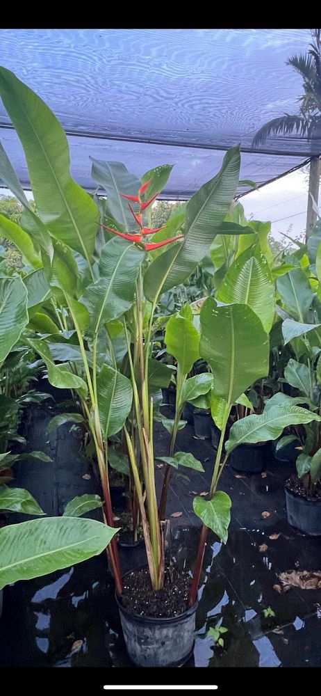 heliconia-latispatha
