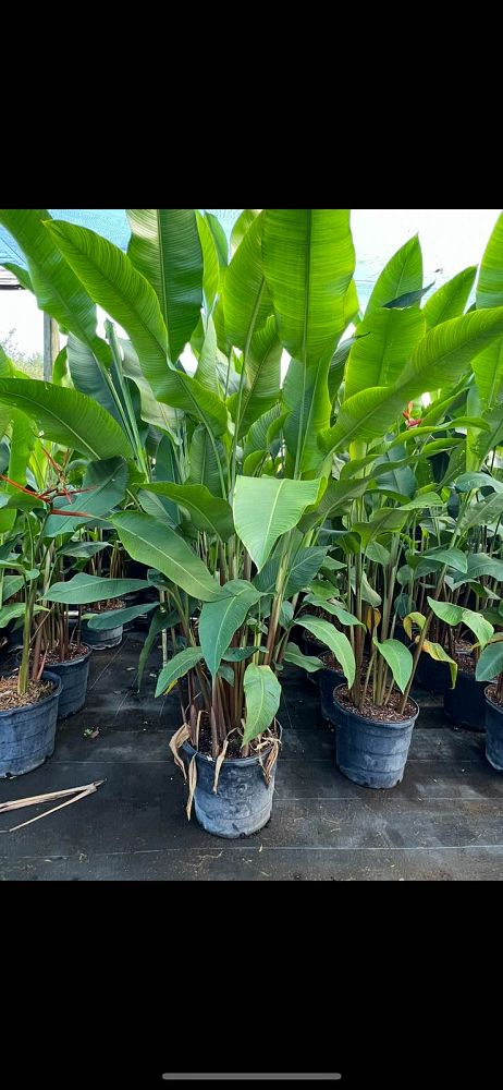 heliconia-latispatha