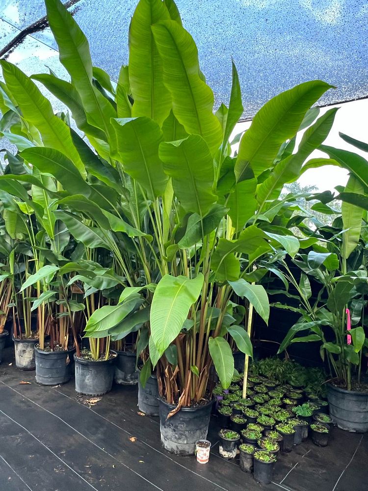 heliconia-latispatha