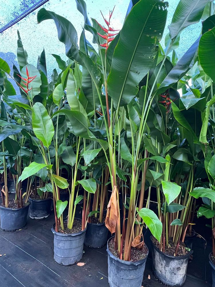 heliconia-latispatha