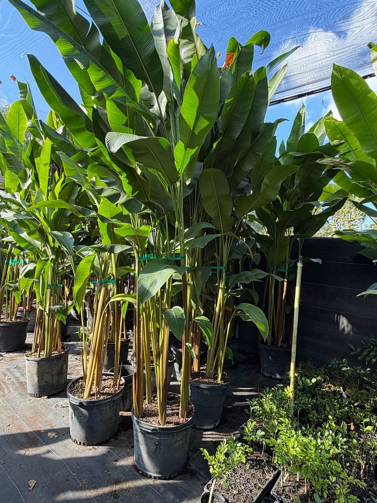 heliconia-latispatha