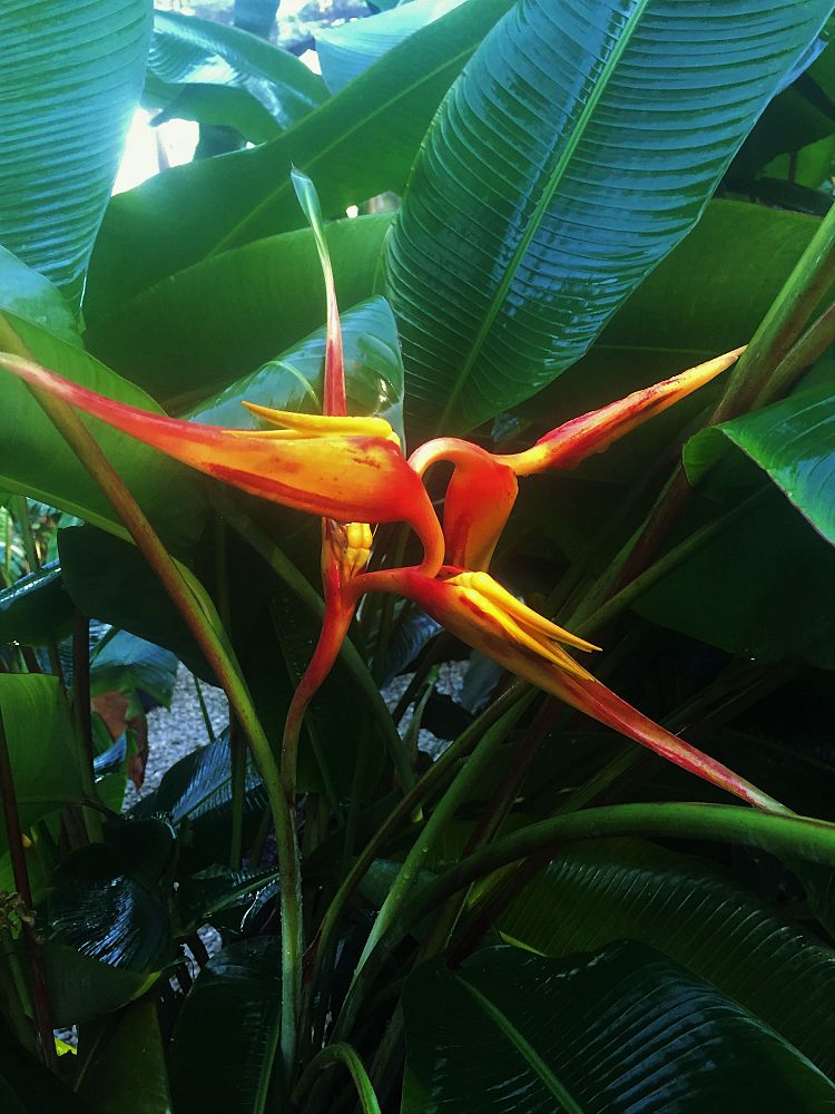 heliconia-latispatha-x-collinsiana-german-s-luck