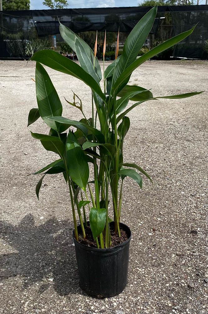 heliconia-orange