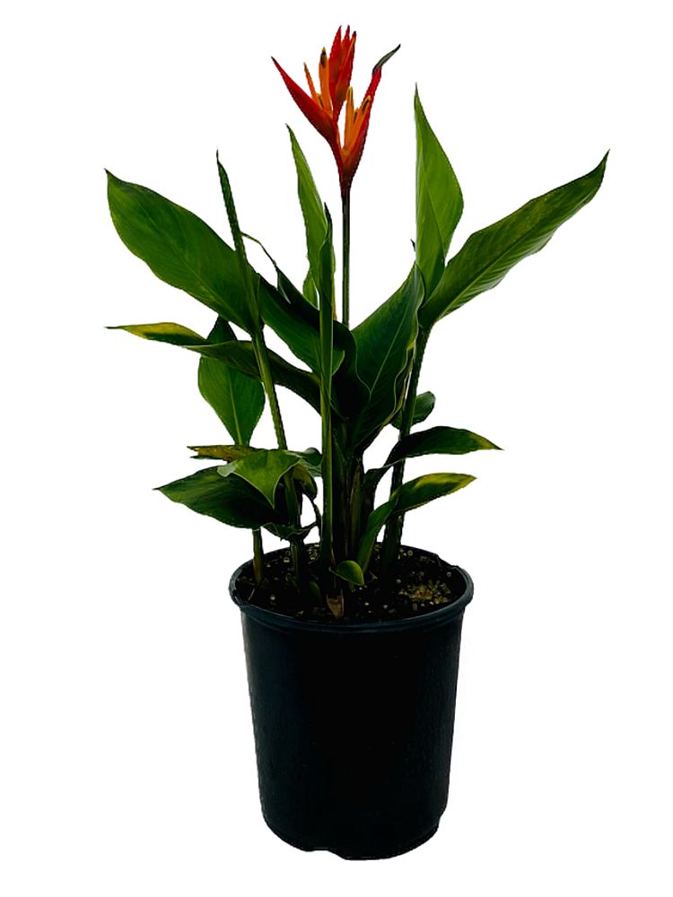 heliconia-orange