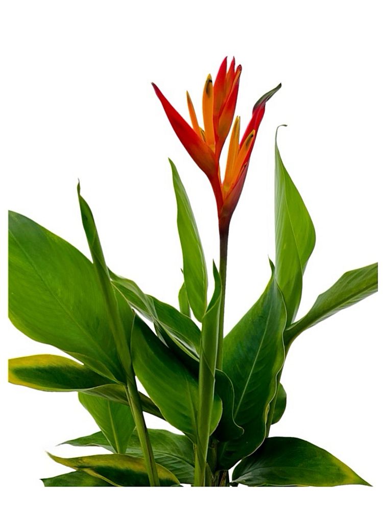 heliconia-orange