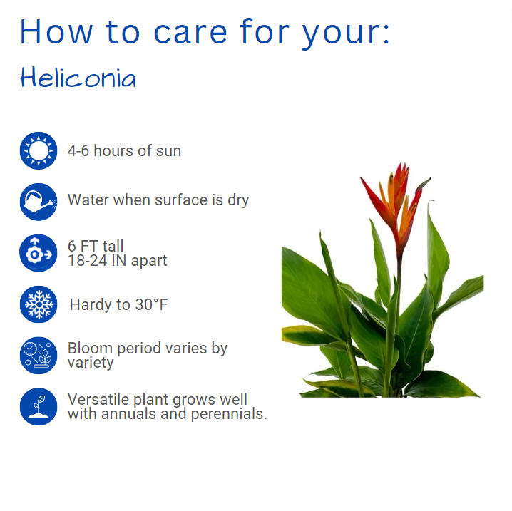 heliconia-orange