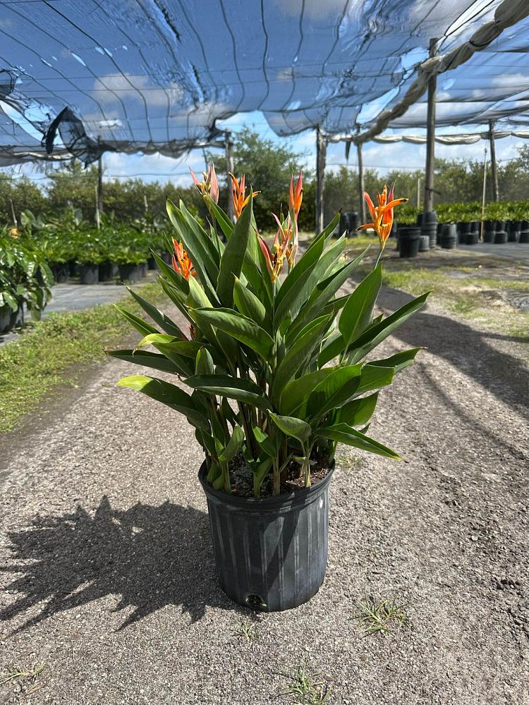 heliconia-orange