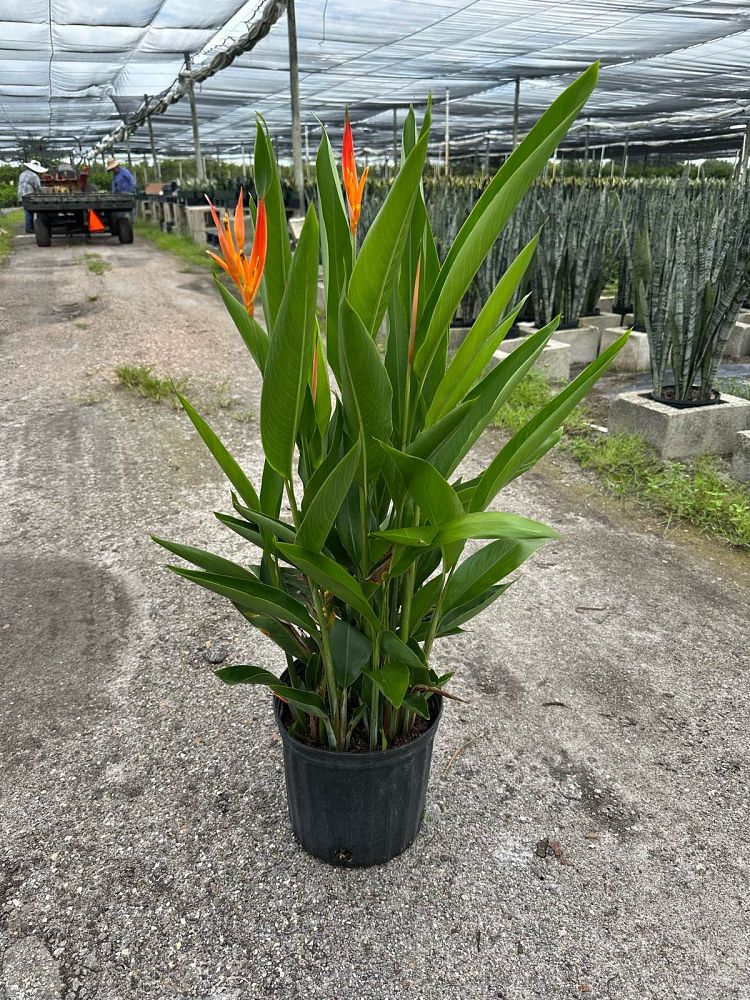 heliconia-orange