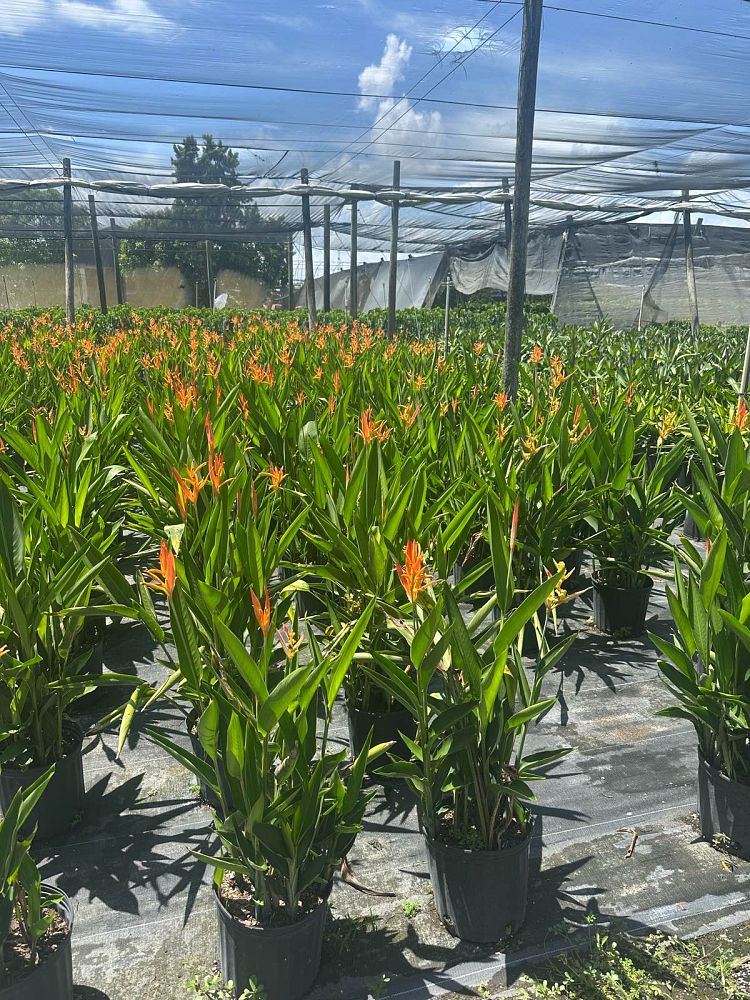 heliconia-orange