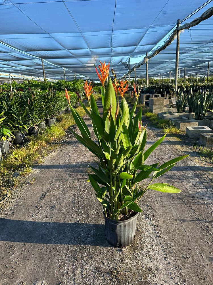 heliconia-orange