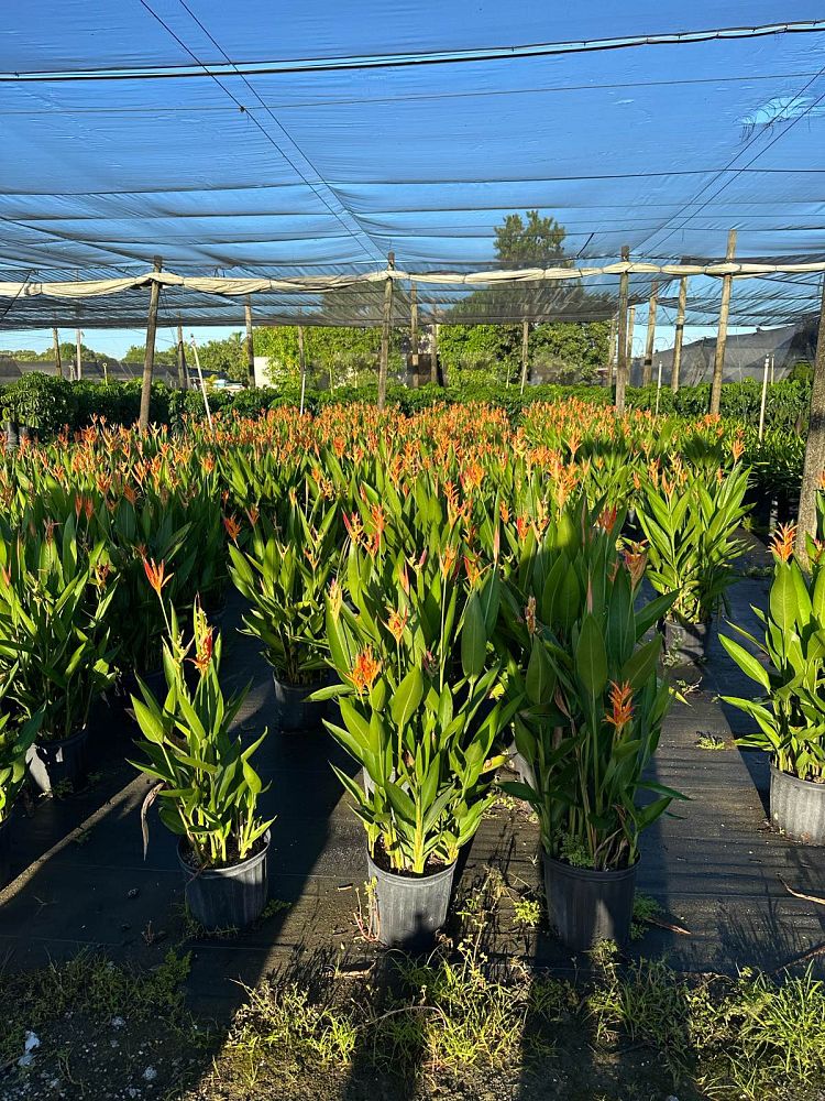 heliconia-orange