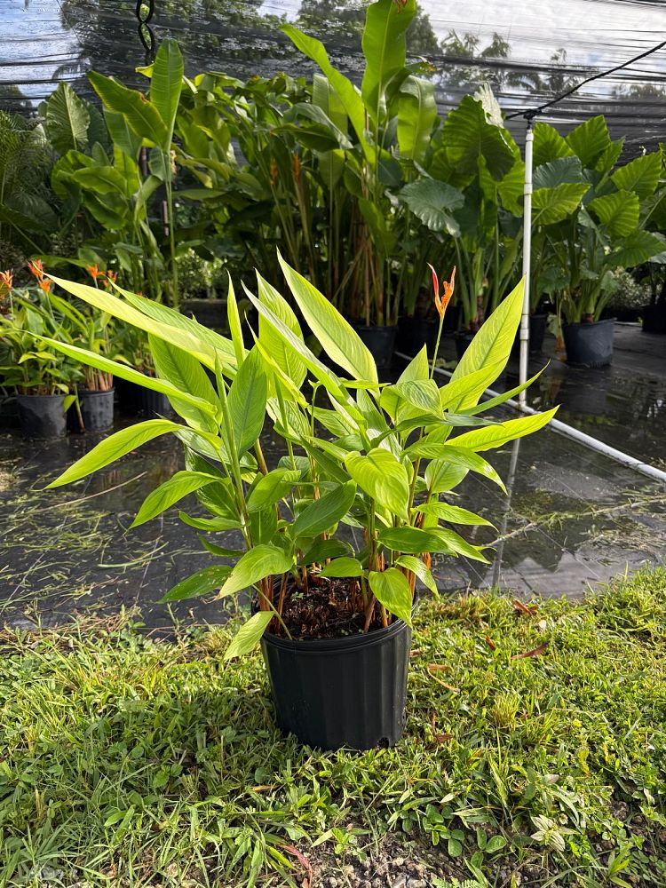heliconia-orange