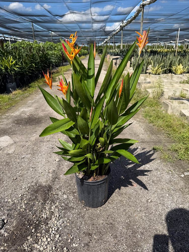 heliconia-orange