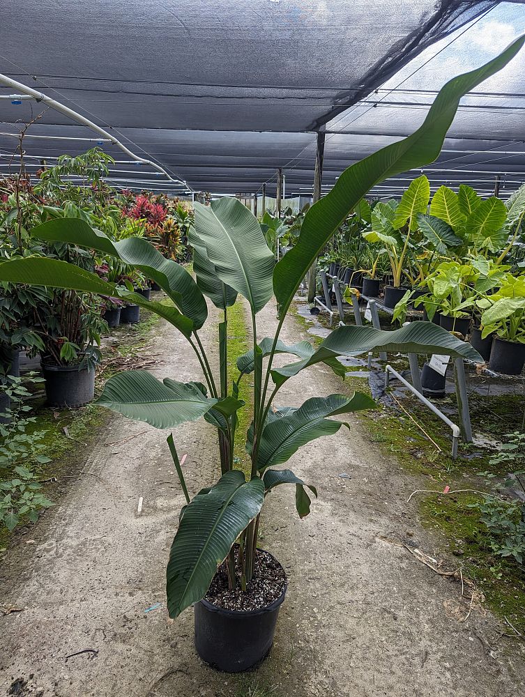 heliconia-orthotricha-imperial