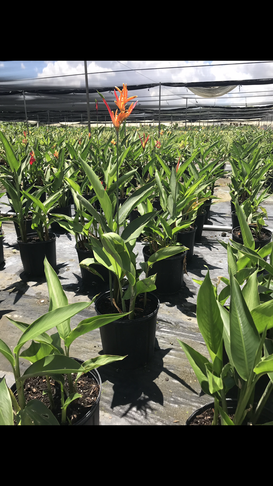 heliconia-psittacorum-andromeda