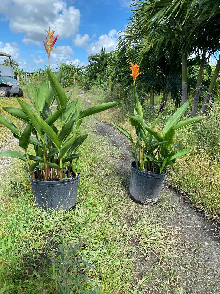 heliconia-psittacorum-andromeda