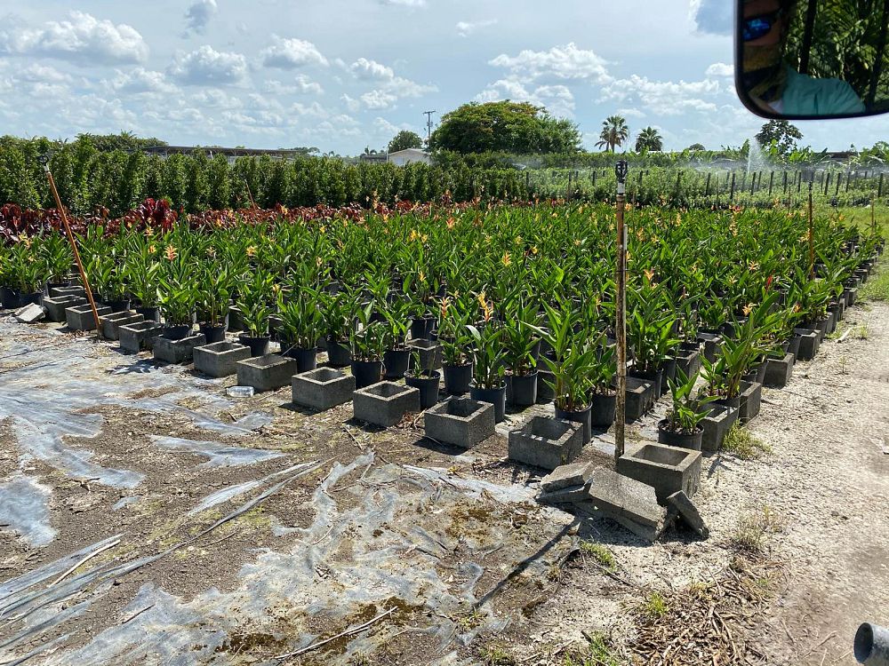 heliconia-psittacorum-andromeda