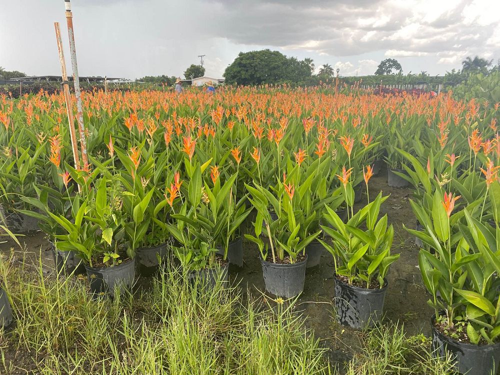 heliconia-psittacorum-andromeda
