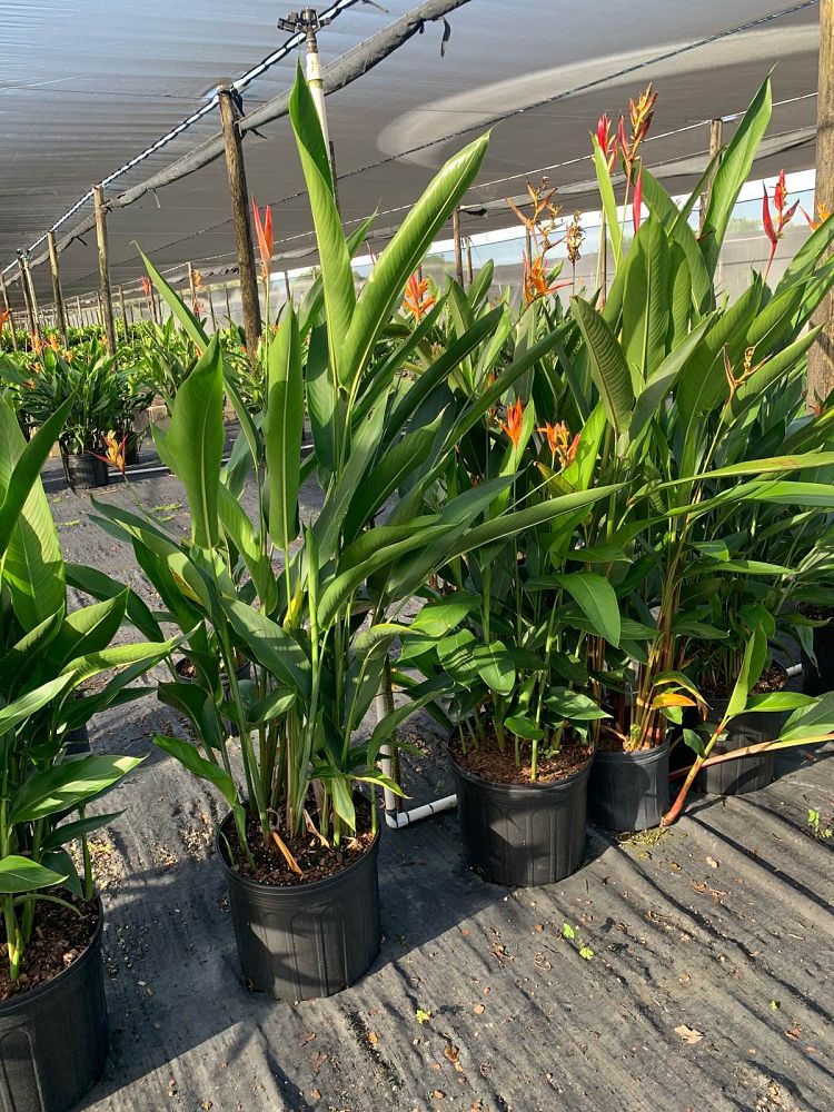 heliconia-psittacorum-andromeda