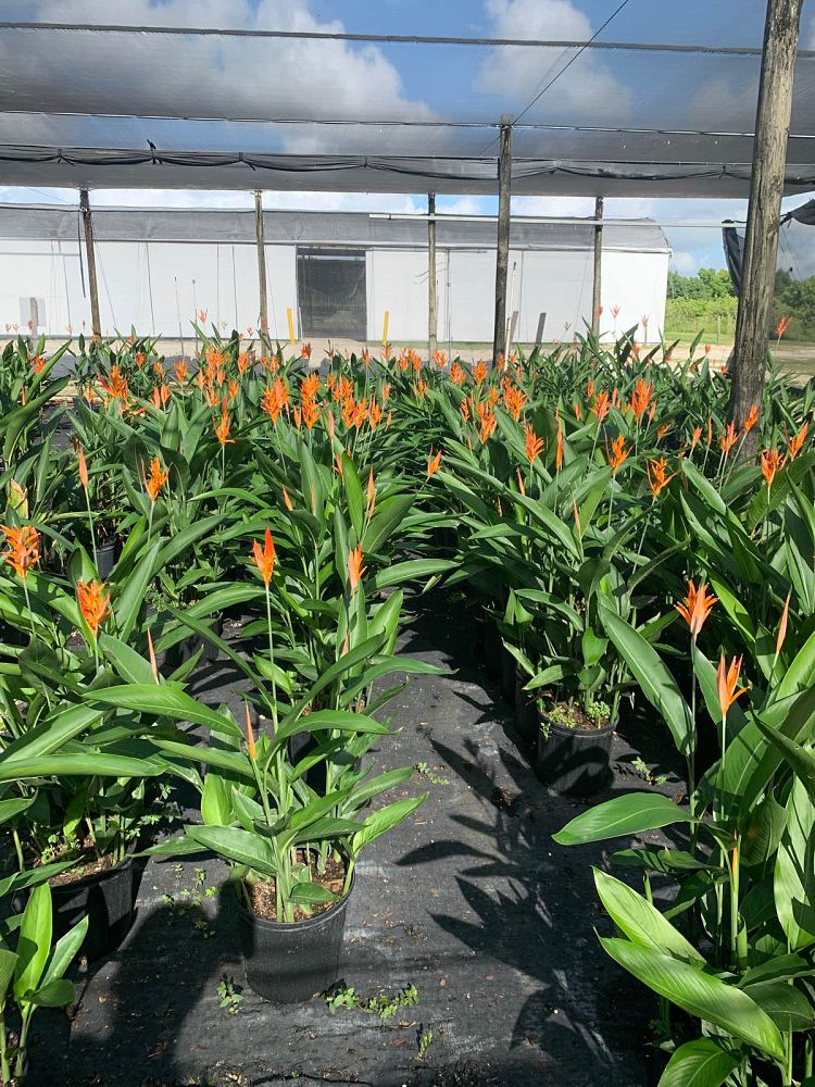 heliconia-psittacorum-andromeda