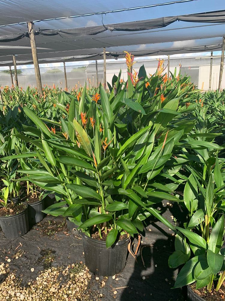 heliconia-psittacorum-andromeda