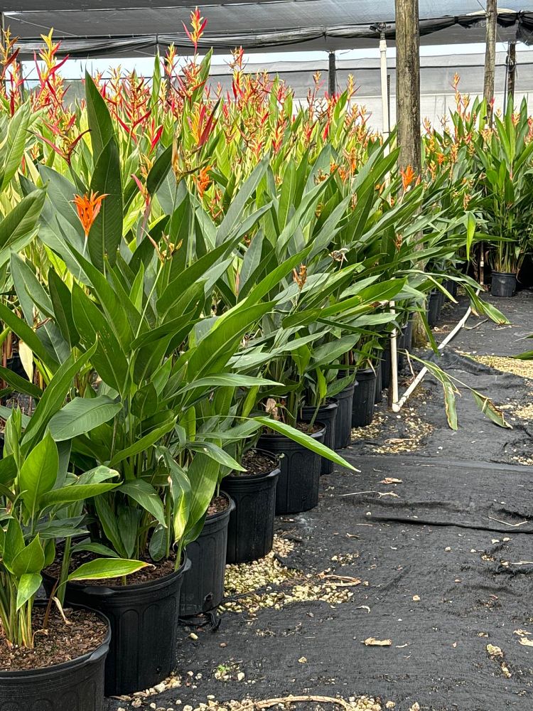 heliconia-psittacorum-andromeda