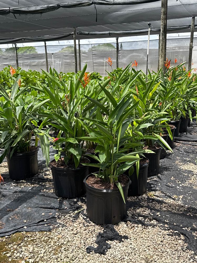 heliconia-psittacorum-andromeda