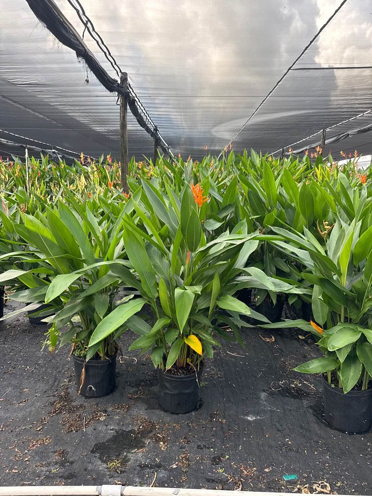 heliconia-psittacorum-andromeda
