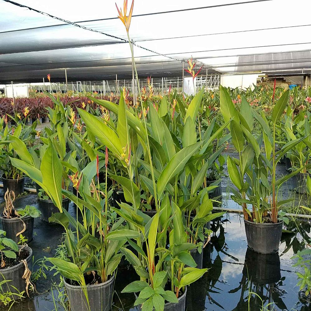 heliconia-psittacorum-choconiana