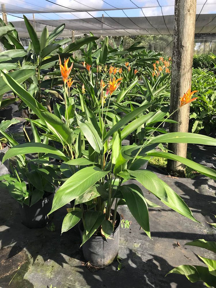 heliconia-psittacorum-choconiana