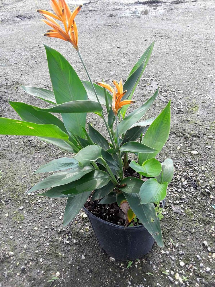 heliconia-psittacorum-choconiana