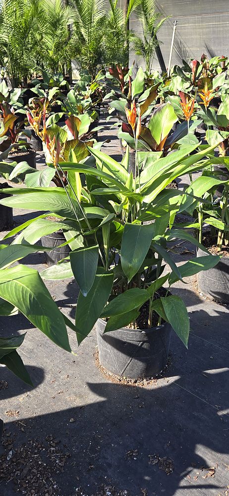 heliconia-psittacorum-choconiana