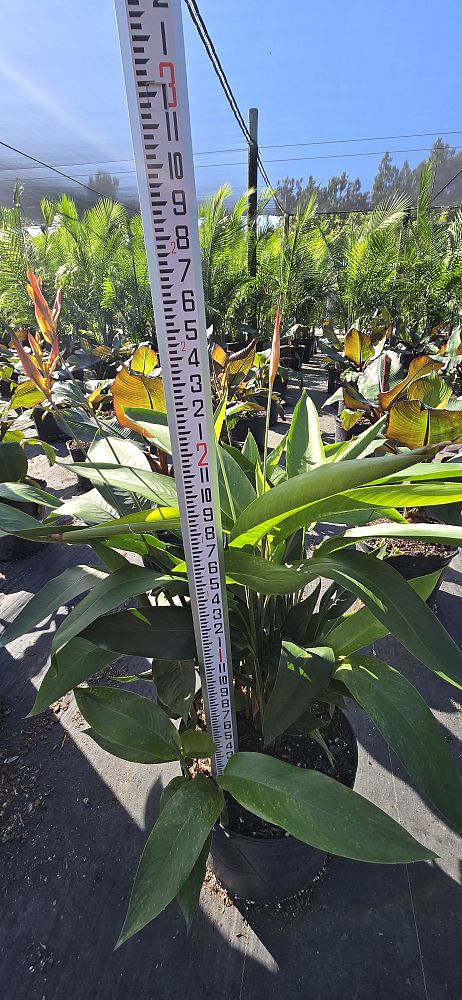 heliconia-psittacorum-choconiana