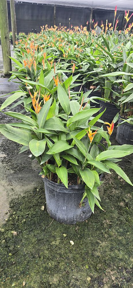 heliconia-psittacorum-choconiana