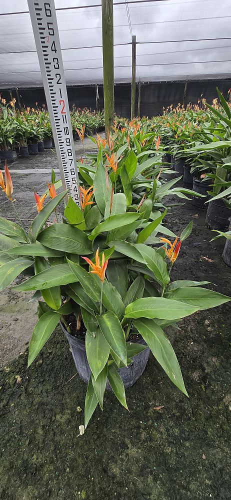 heliconia-psittacorum-choconiana