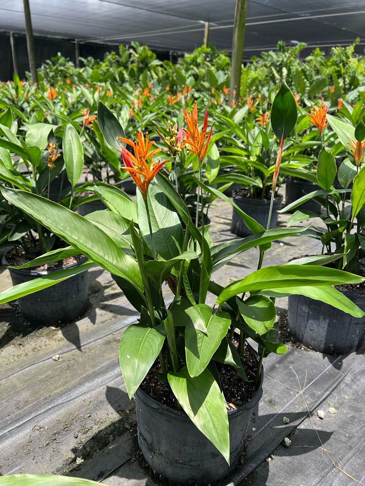 heliconia-psittacorum-choconiana