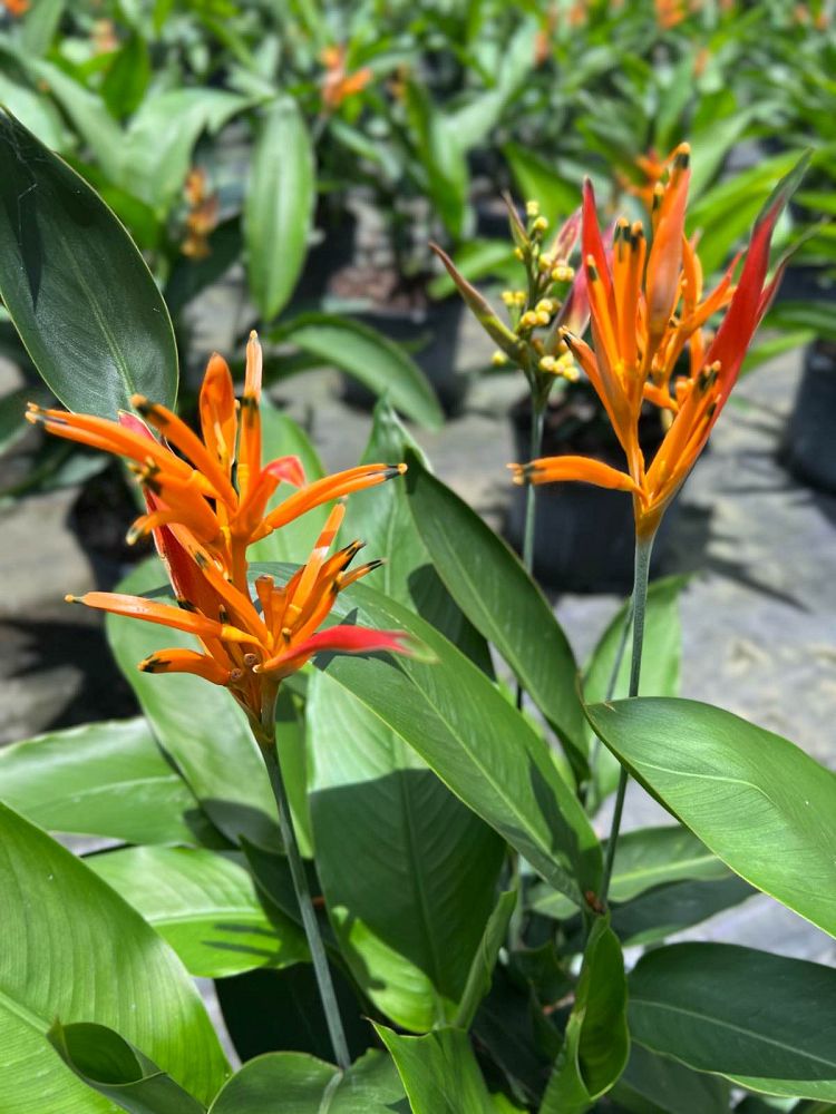 heliconia-psittacorum-choconiana