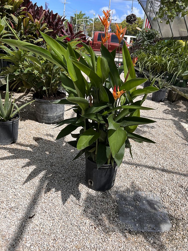 heliconia-psittacorum-choconiana