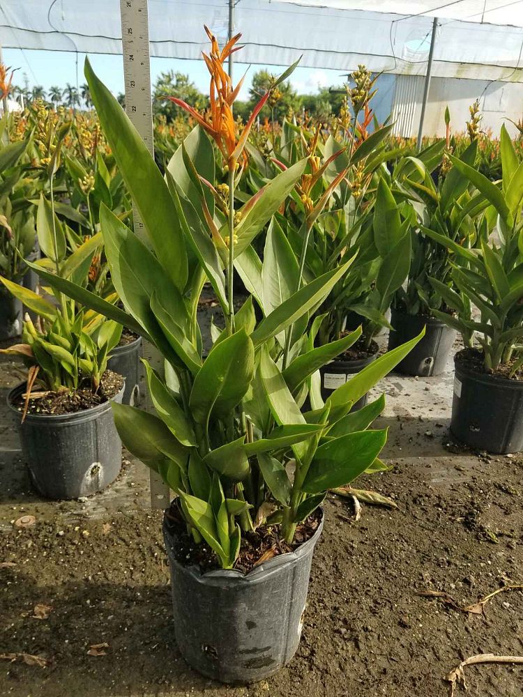heliconia-psittacorum-choconiana