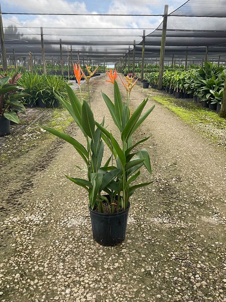 heliconia-psittacorum-choconiana
