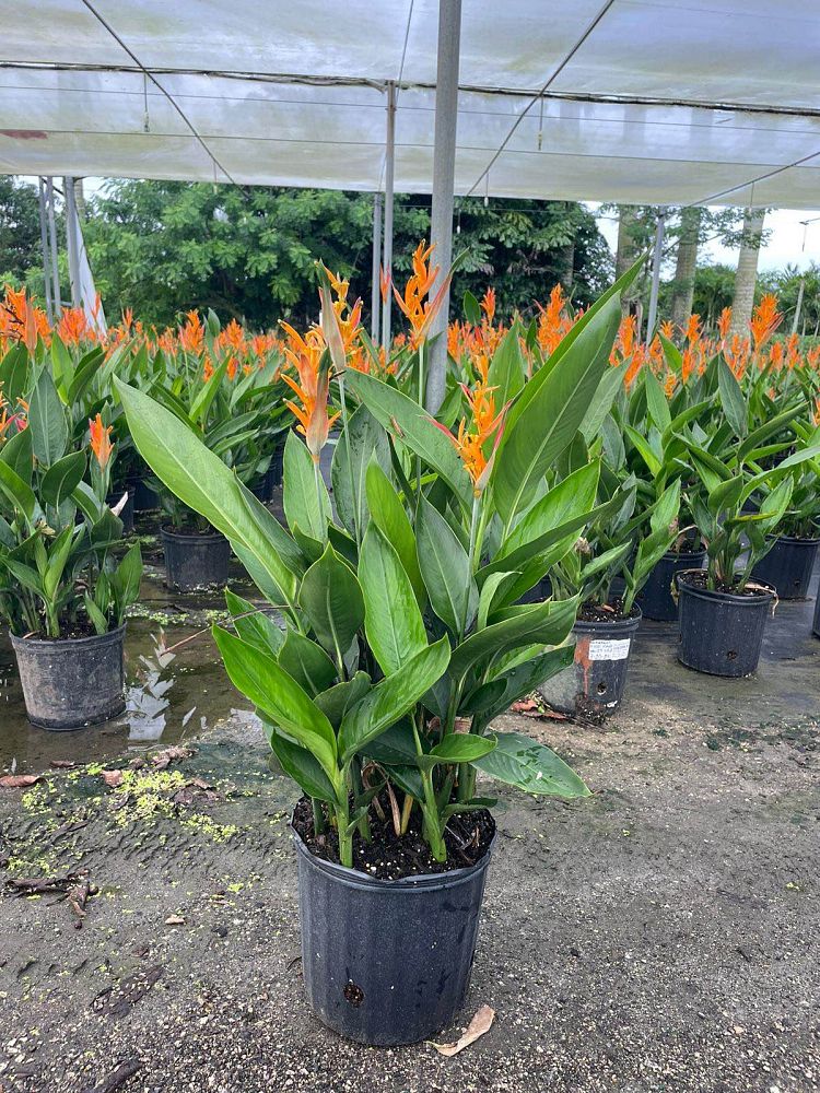 heliconia-psittacorum-choconiana