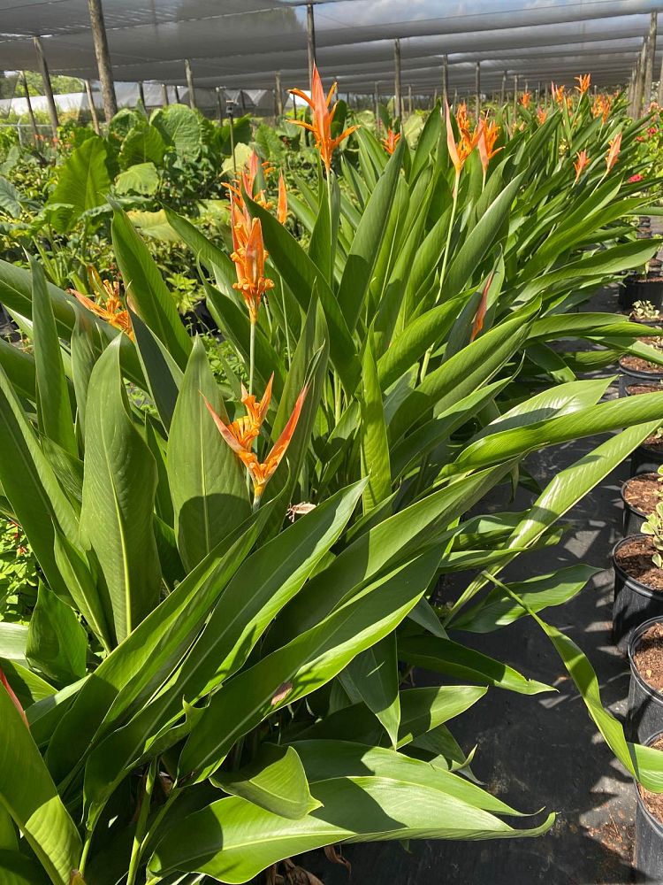 heliconia-psittacorum-choconiana