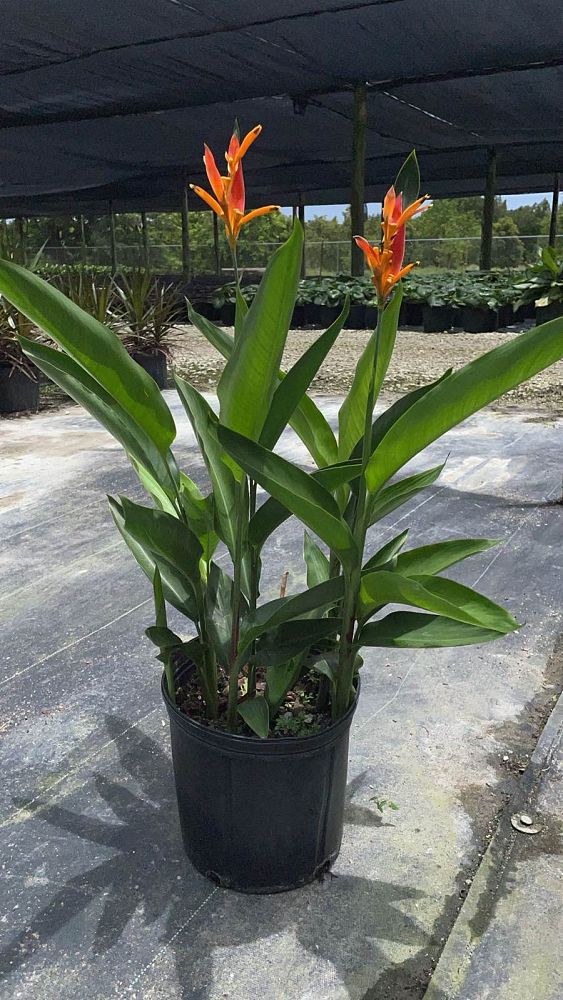 heliconia-psittacorum-choconiana