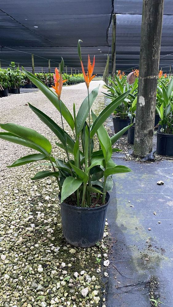 heliconia-psittacorum-choconiana
