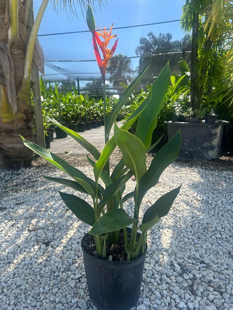 heliconia-psittacorum-choconiana