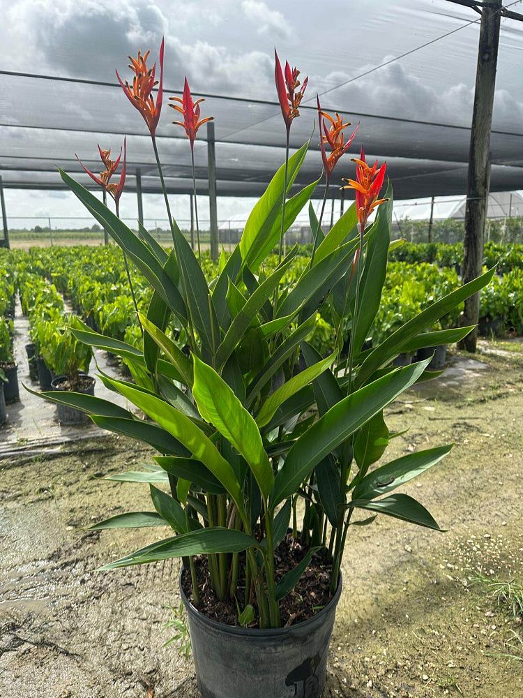 heliconia-psittacorum-choconiana
